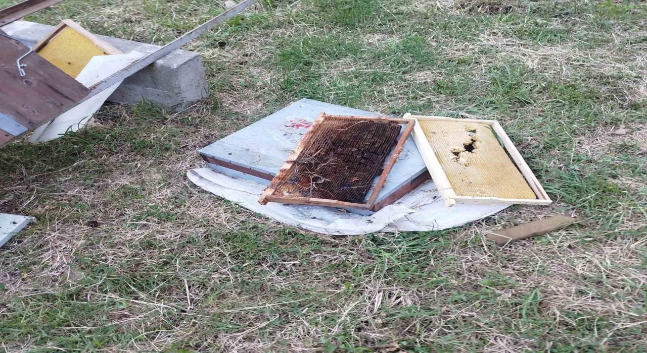 Kastamonuda ayı 6 arı kovanını parçaladı