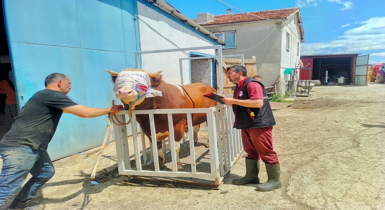 Kastamonudan İstanbula kurbanlık hayvan sevkiyatına başlandı