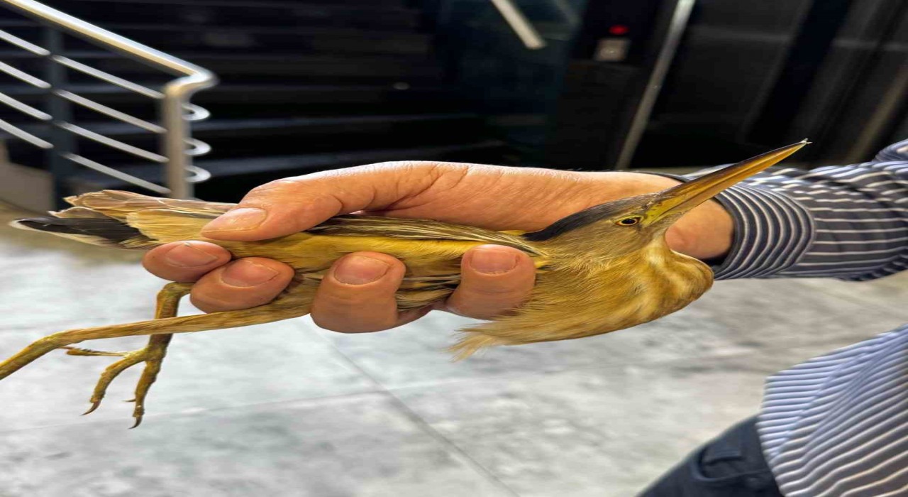 Kayseride nesli tükenmekte olan balaban kuşu görüldü