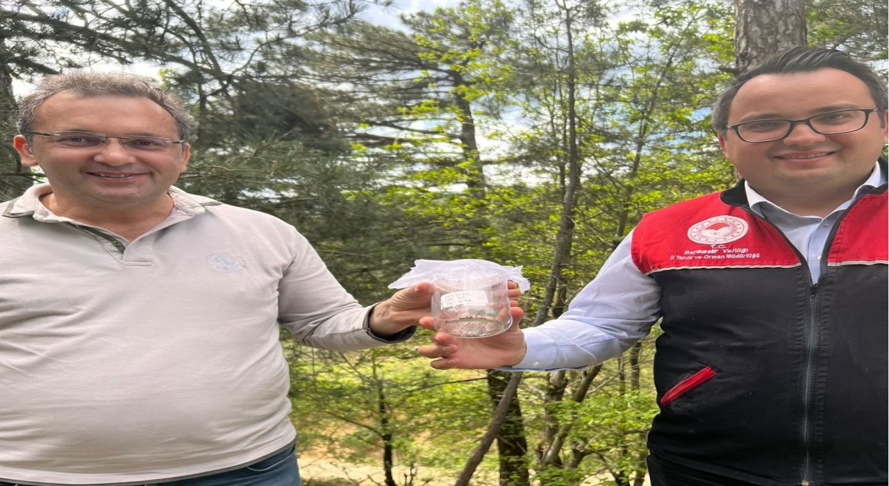 Kazdağlarında kestane gal arısı zararlısına karşı biyolojik savaş