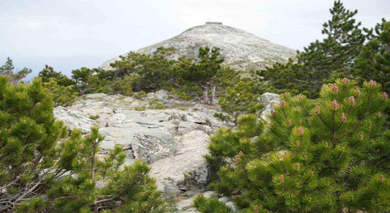 Kazdağlarının zirvesi Sarıkız doğa severlerin ilgisini çekiyor