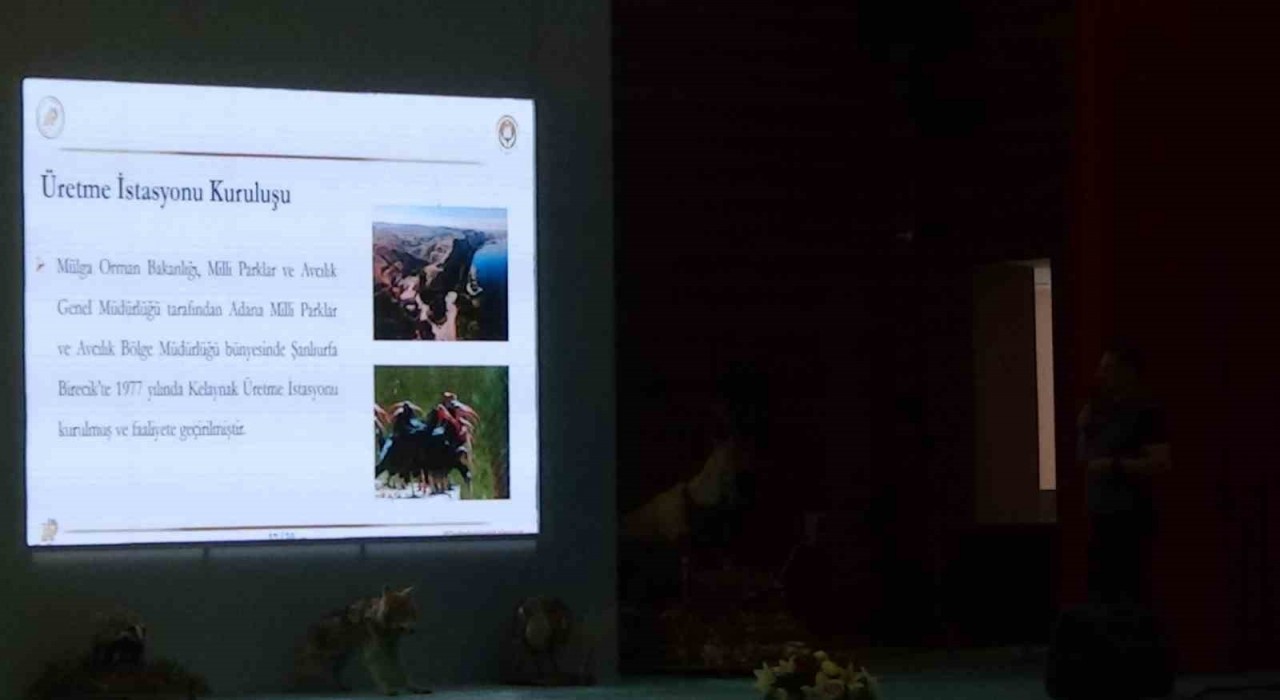 Kelaynak kuşlarının üretimi masaya yatırıldı