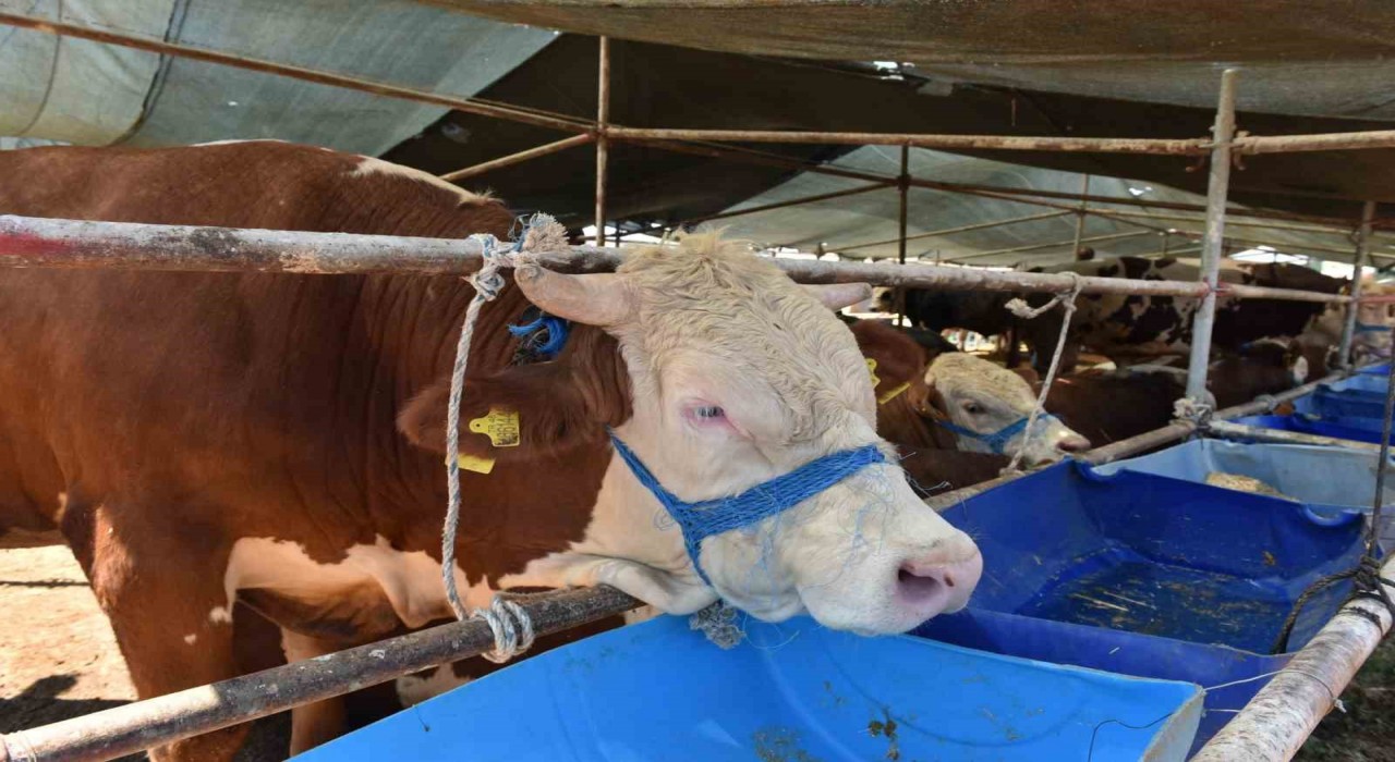 Kepezde 2 noktada  canlı hayvan pazarı kuruldu