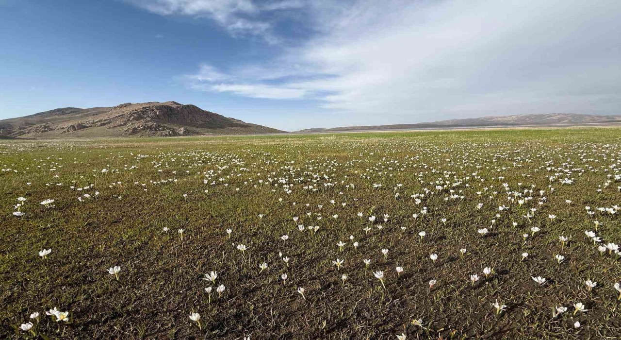 Keşiş Gölü kardelenlerle bezendi