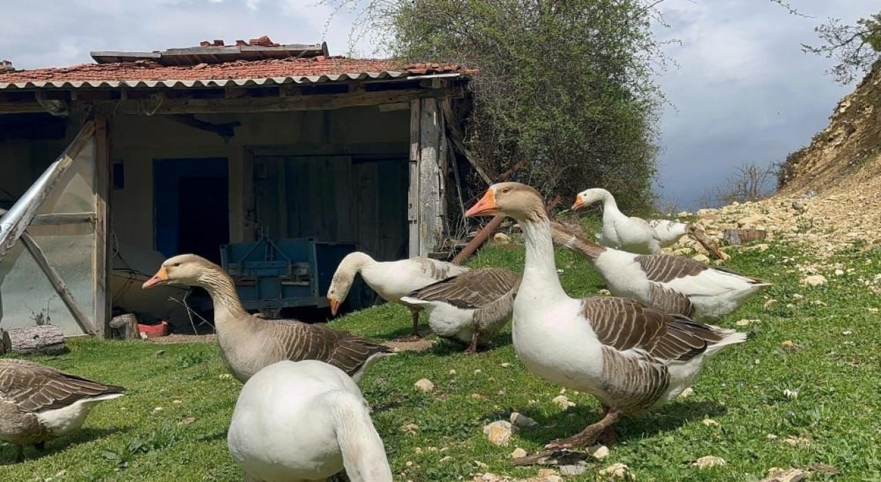 Kick boksçu kaz tüyü topluyor ihraç ediyor yorgan yapıyor