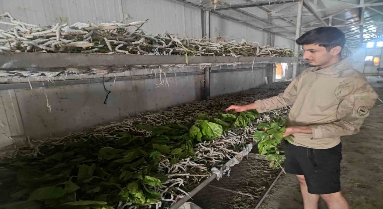 Kilosu bin lira olan ipek böcekciliği, Batmanda 150 ailenin önemli geçim kaynağı arasında yer alıyor