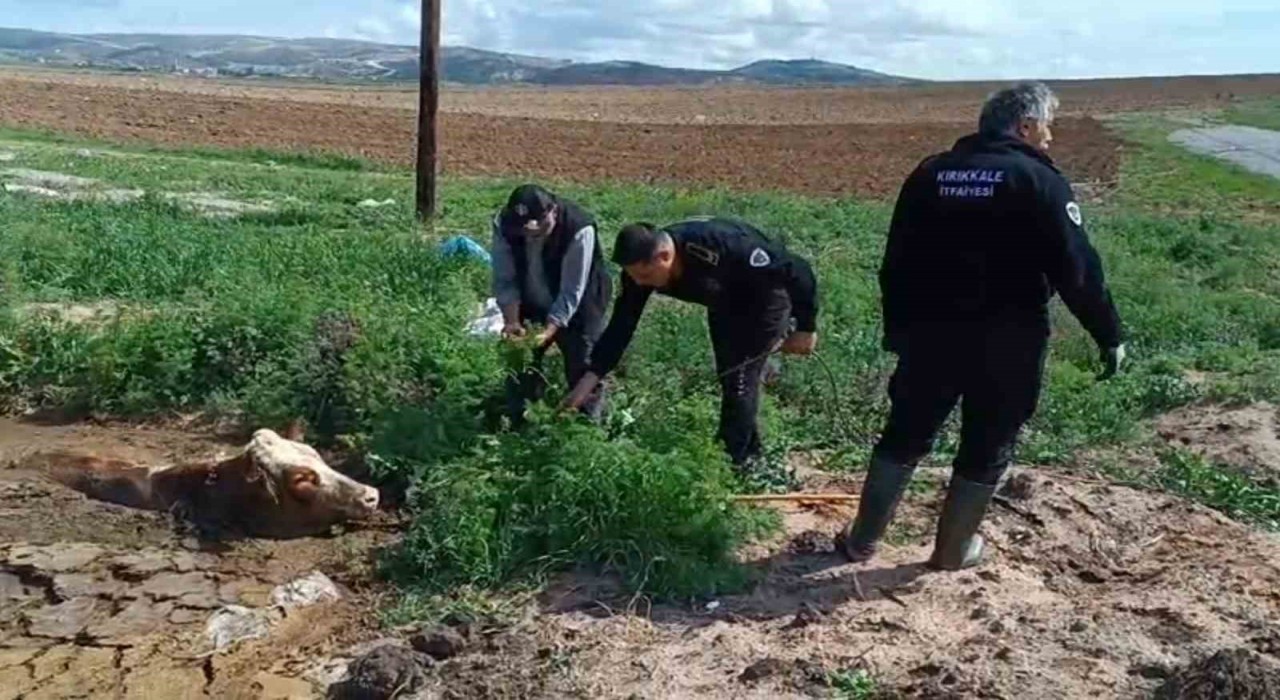 Kırıkkalede bataklığa saplanan ineği itfaiye kurtardı