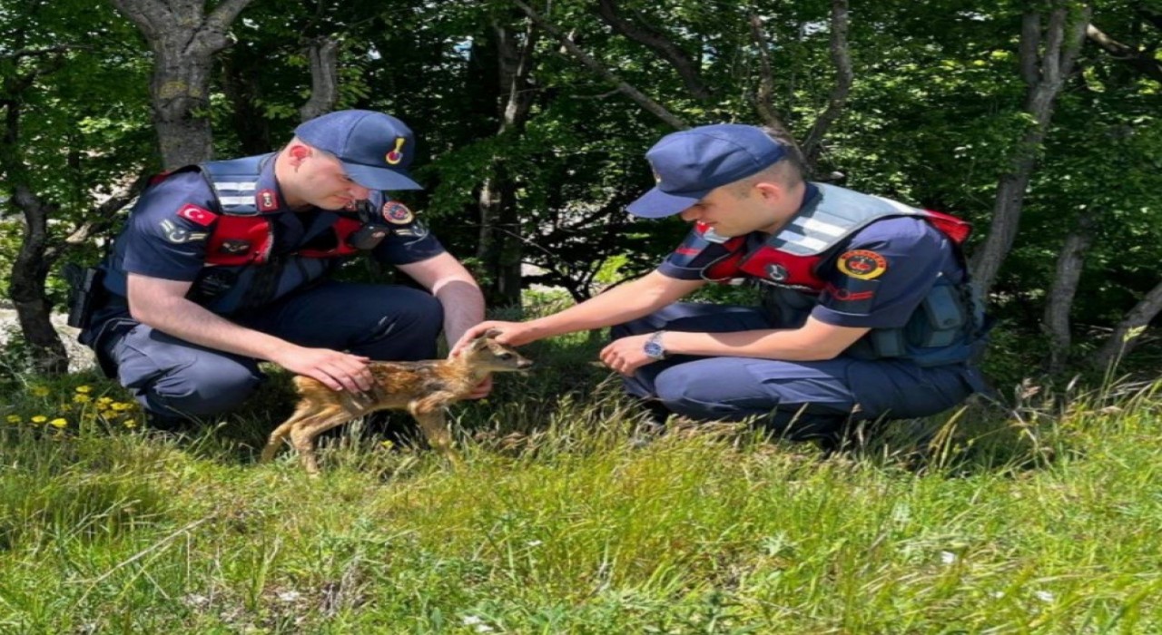Kırklarelinde yavru karaca koruma altına alındı