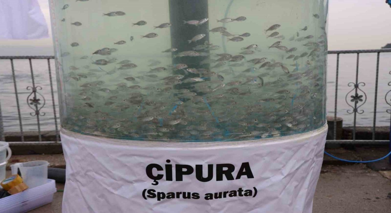 Körfez diriliyor: İzmitte 54 bin balıkla mavi devrim