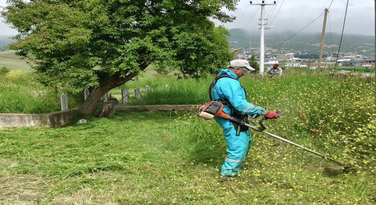 Körfezde yabani otlarla mücadele sürüyor