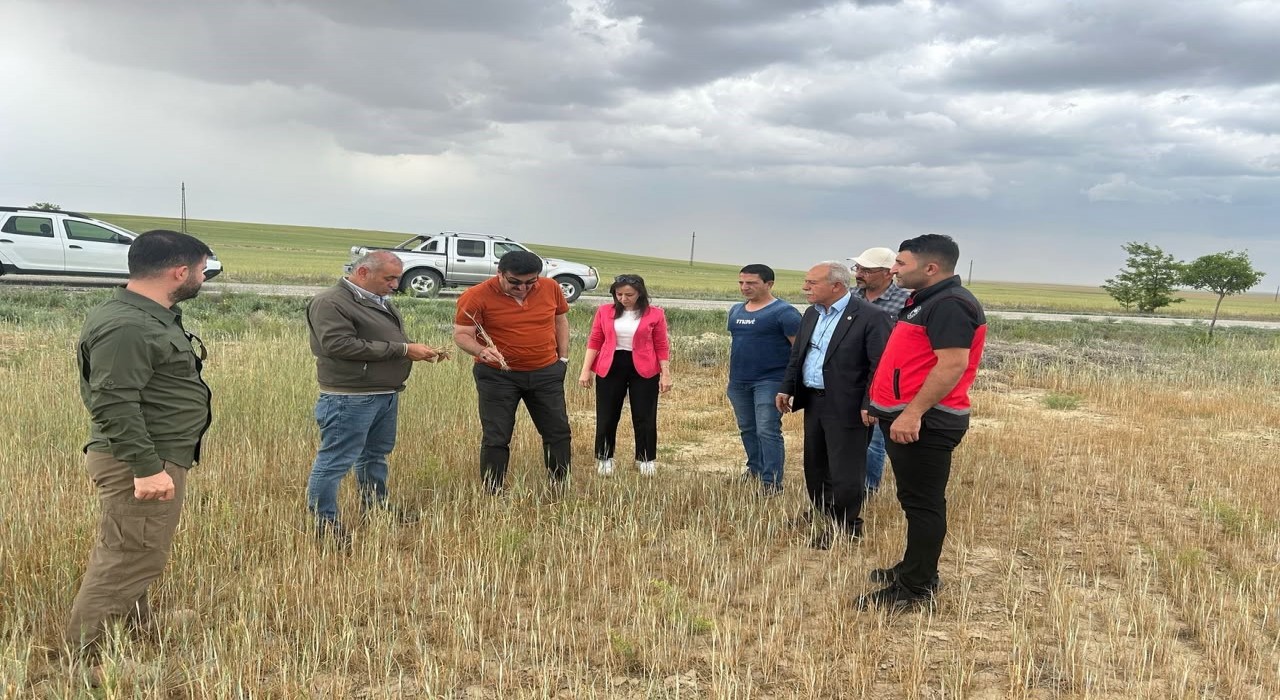 Kuluda kıraç arazilerde hasat yapılamayacak