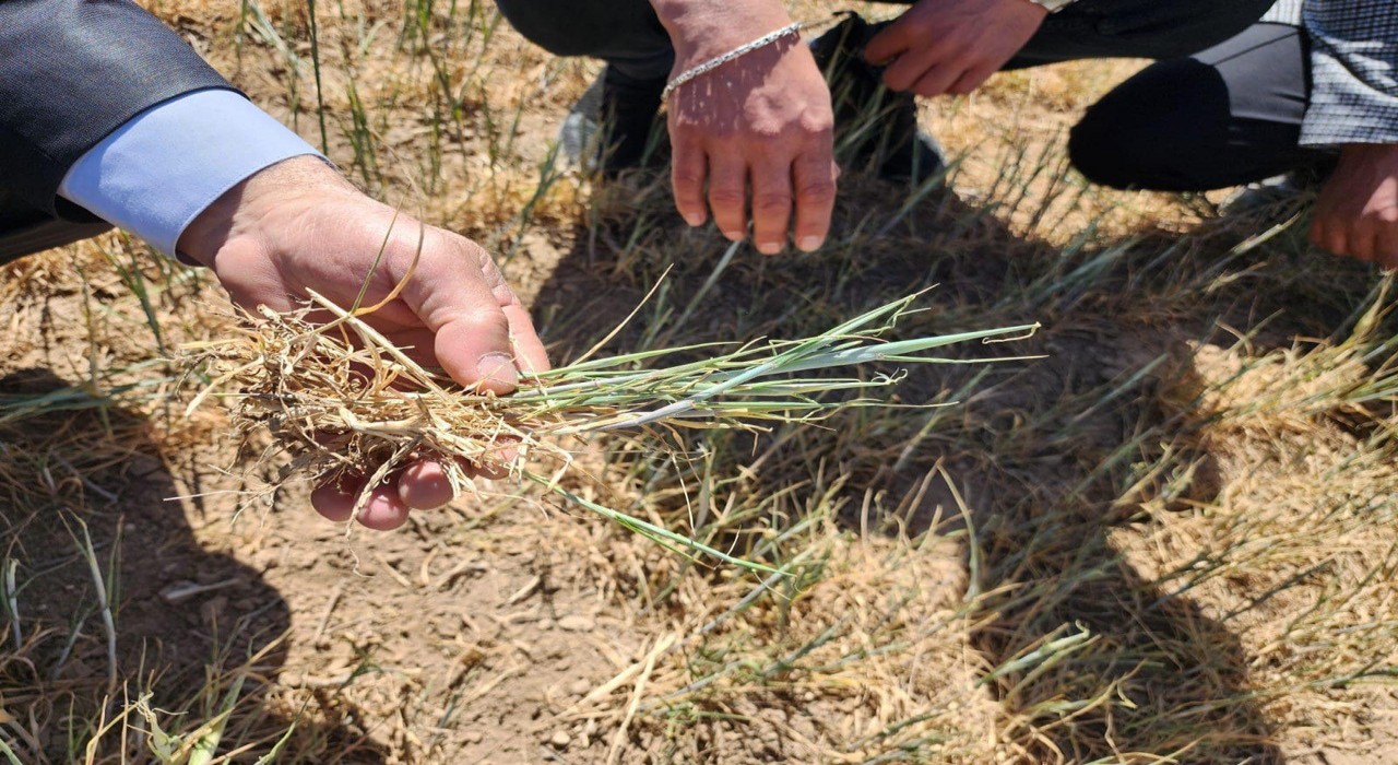 Kuluda kıraç arazilerdeki ekili ürünleri kuraklık vurdu