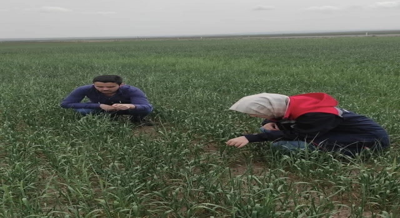 Kuluda süne sürvey çalışmaları devam ediyor