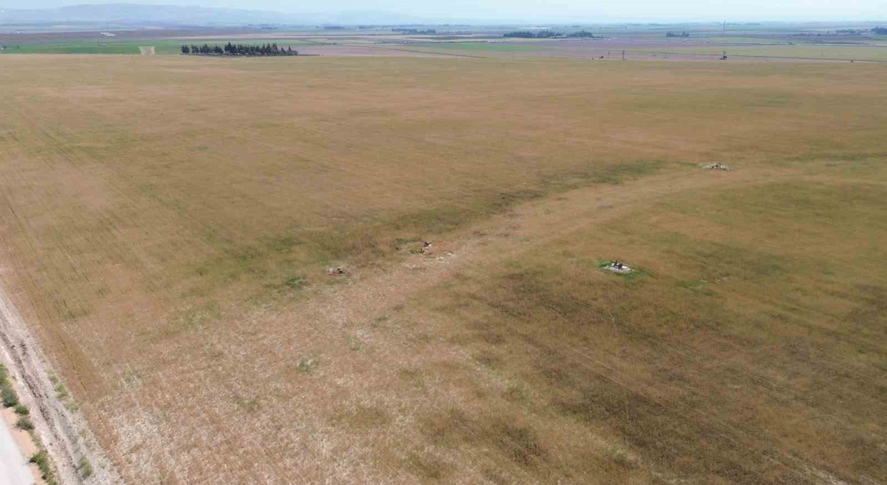 Kuraklık nedeniyle toprakta yarılmaların yaşandığı Amik Ovasında buğdaylar hasat olgunluğuna ulaşamadı