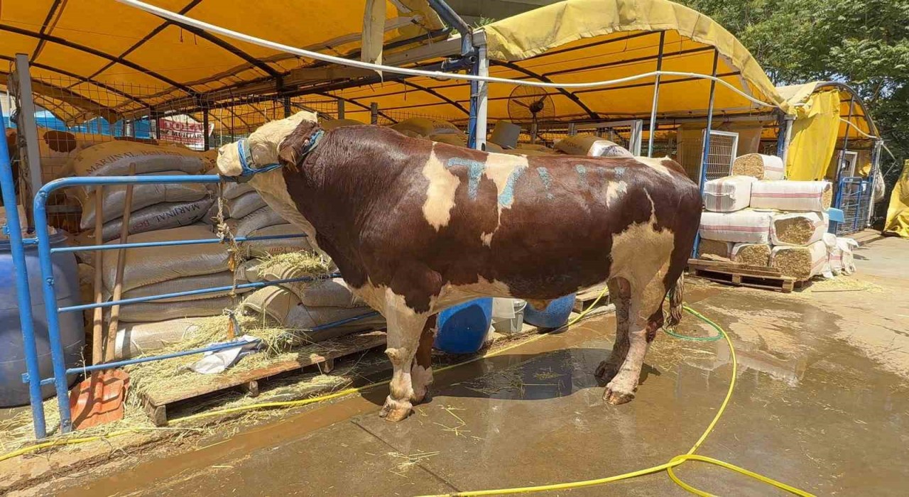 Kurban pazarının şampiyonu oldu: 1 ton 200 kiloluk dana 420 bin TLye alıcı buldu