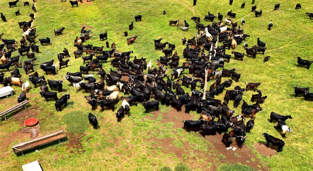 Kurbanlık satışları başladı, talep geçmiş yıllara göre düşük kaldı