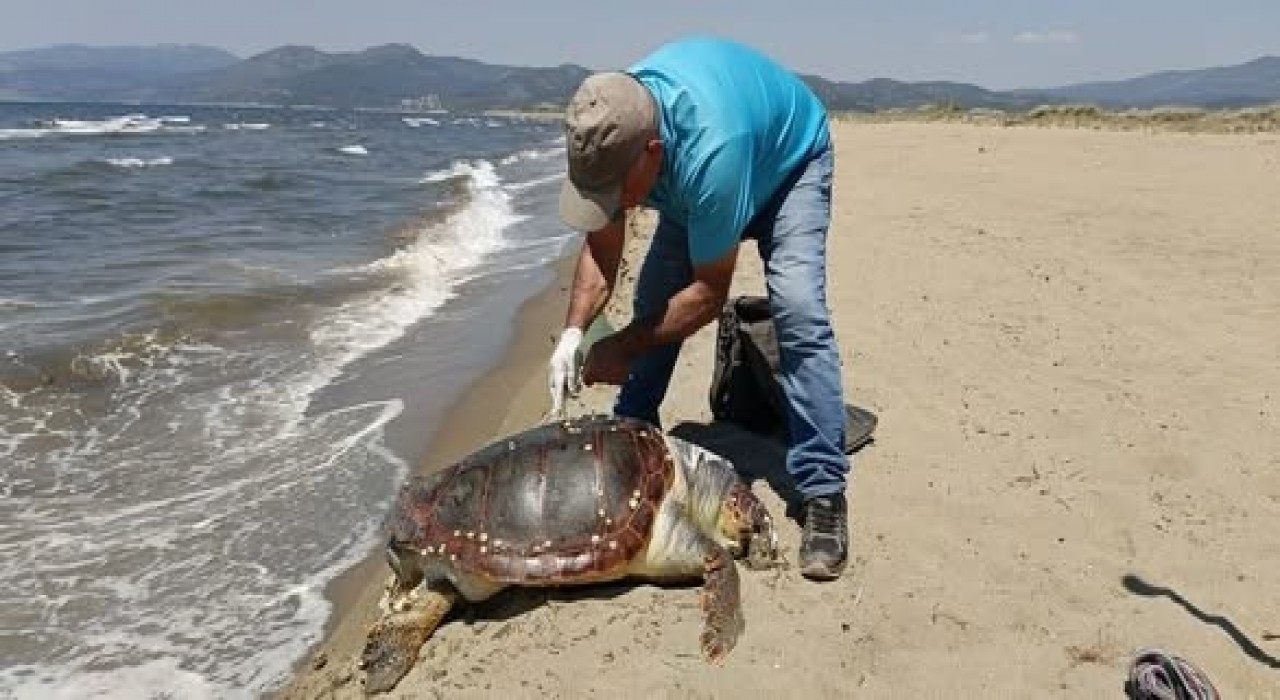Kuşadasında deniz kaplumbağası kıyıya vurdu