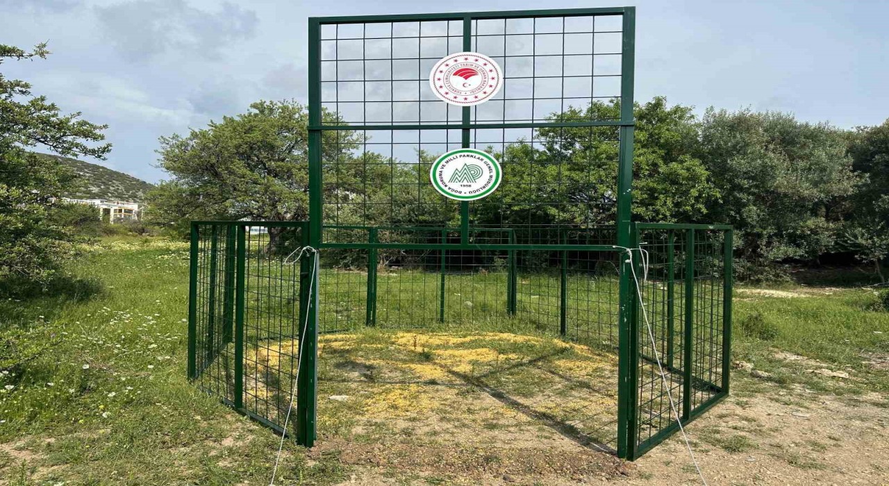 Kuşadasında yaban domuzlarına karşı termal dronlu mücadele