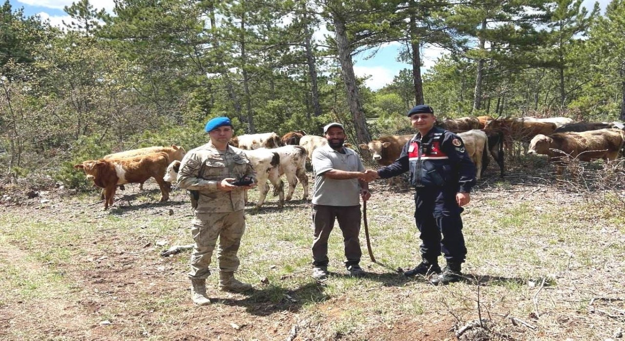 Kütahyada kayıp büyükbaş hayvanlar dronla bulundu