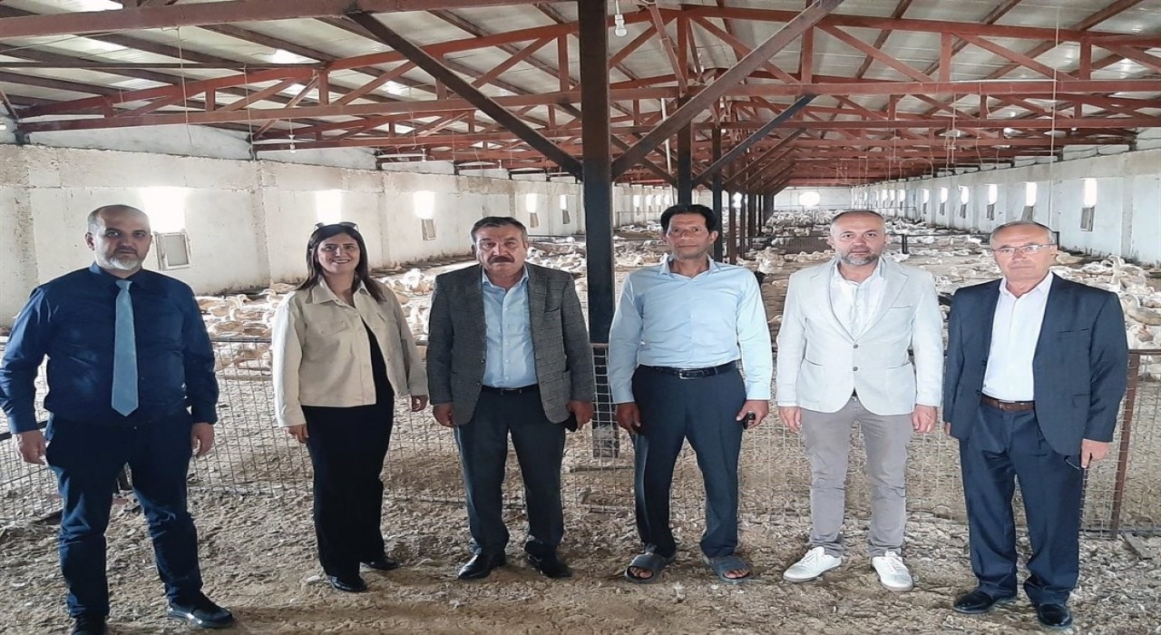 Kütahyada Pekin ördeği çiftliği