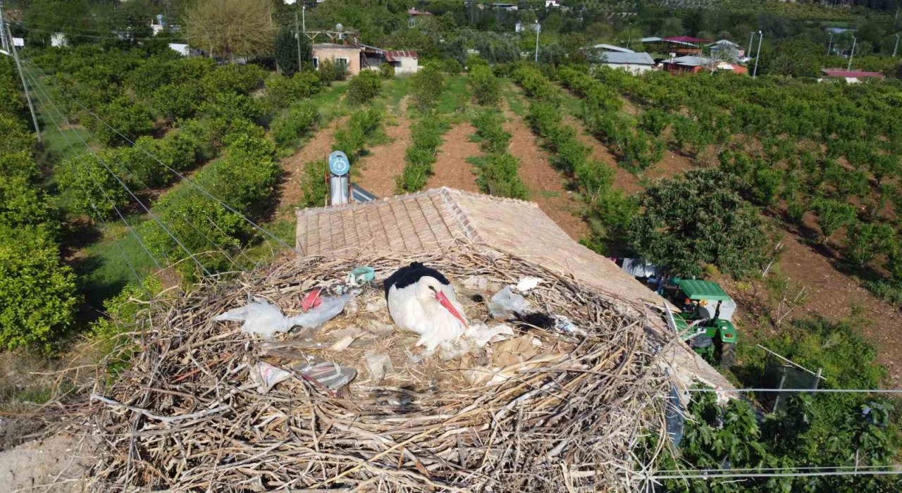Leylekler doğadaki çöpleri yuvaya taşımış