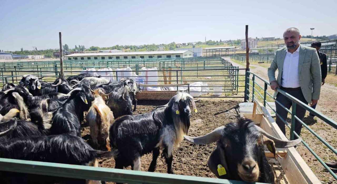 Malatyada Kurban Pazarı hareketlendi ancak satışlar durgun