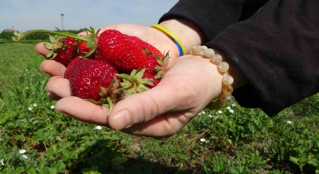 Malatyada zirai donun ardından ilk hasat çilekten geldi