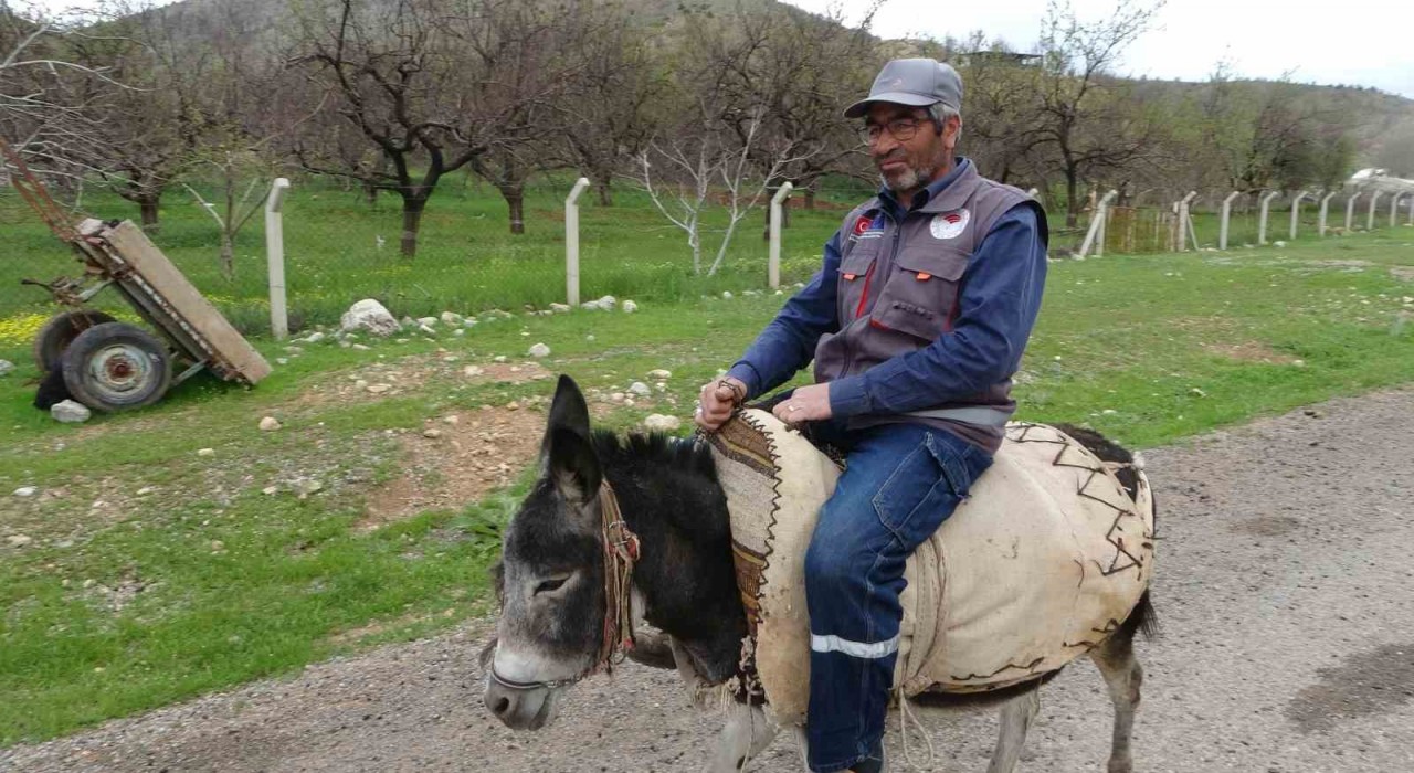 Malatyalı yetiştirici, eşeği Kadifeye gözü gibi bakıyor