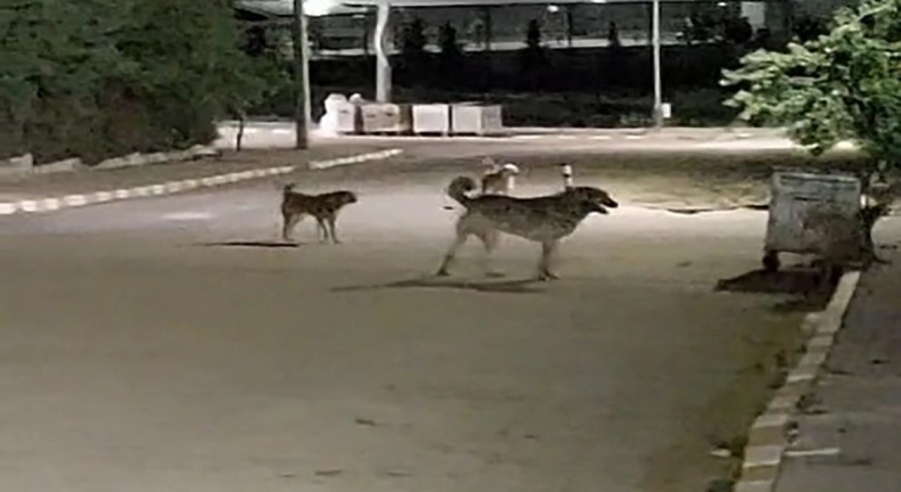 Malkara OSBde gece saatlerinde toplanan köpekler tedirginliğe neden oluyor