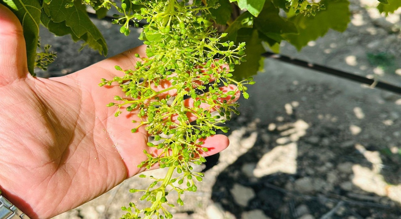 Manisada bağcılara Külleme ve Ölükol Hastalığı uyarısı