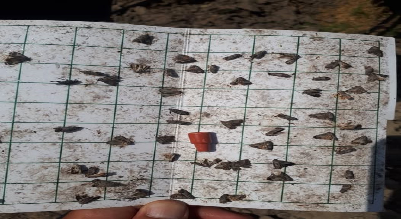 Manisada meyve üreticilerine ‘iç kurdu uyarısı