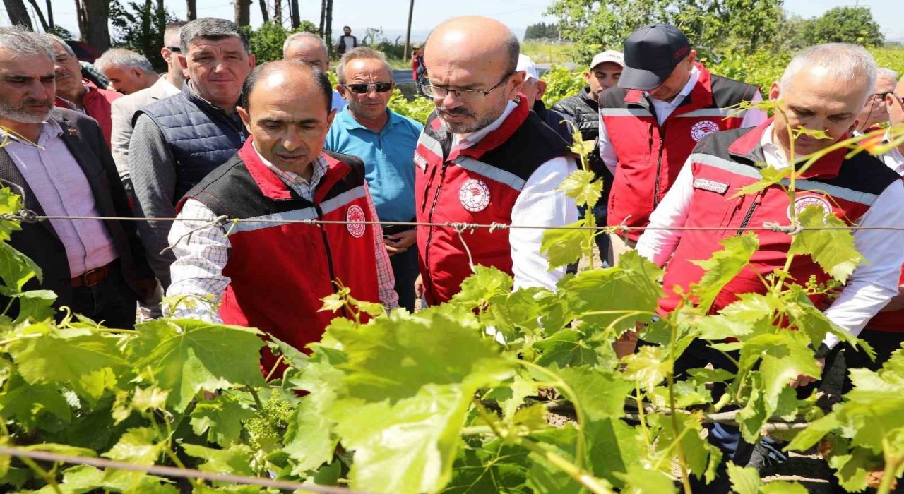 Manisada zirai donun yaraları sarılıyor