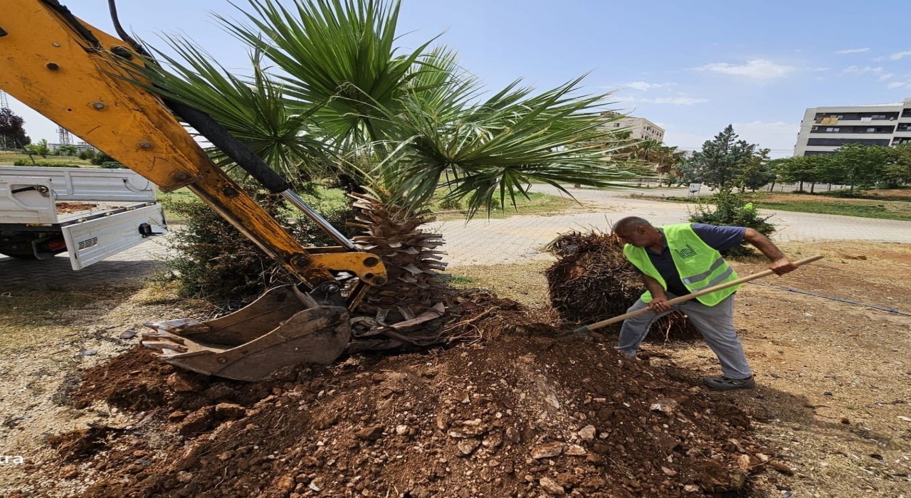 Mardin Büyükşehir Belediyesi, yanan palmiyenin yerine yenisi dikti