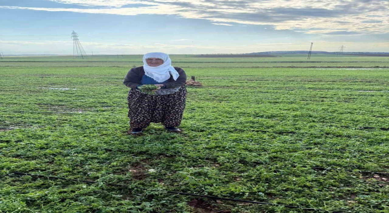 Mardinde 40 bin dekar arazi dolu yağışından etkilendi
