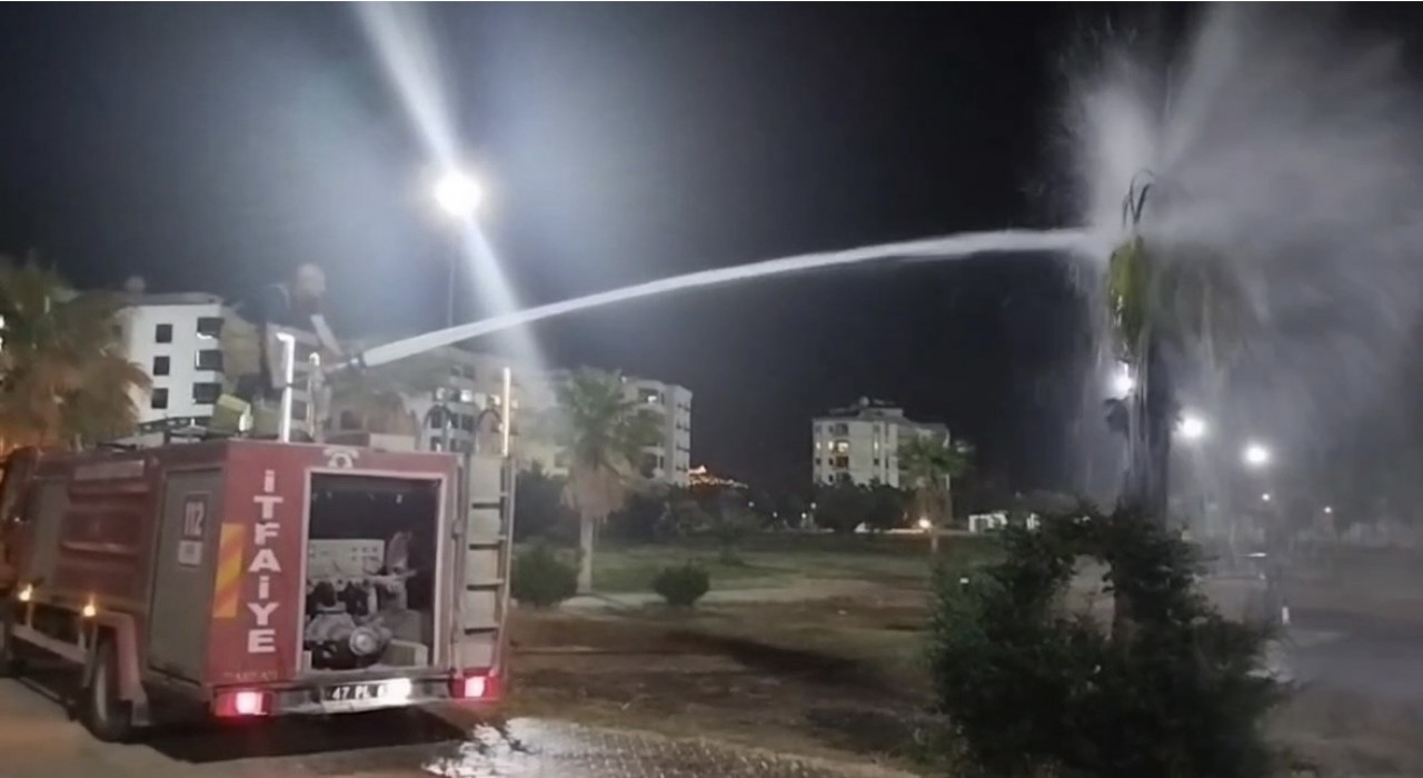 Mardinde palmiye ağacı ateşe verildi