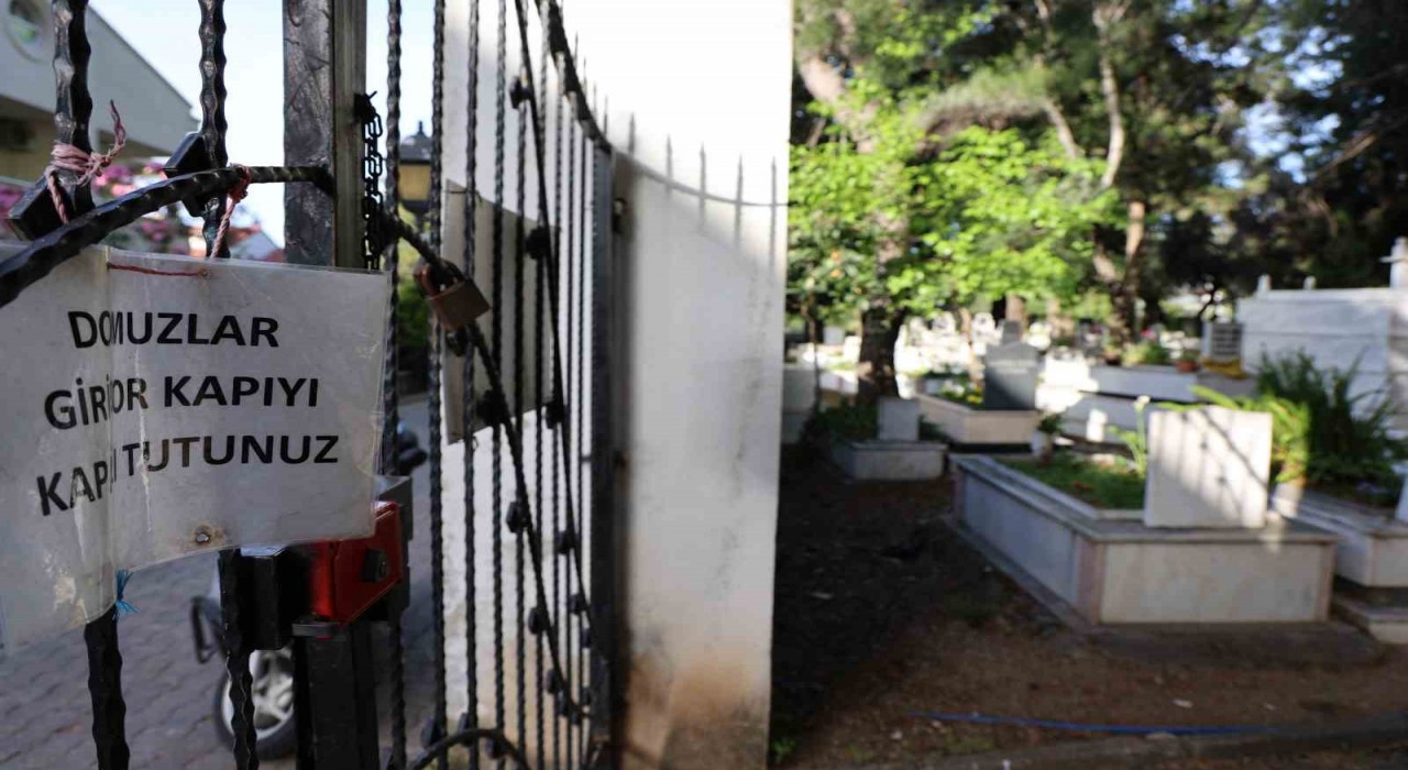 Marmariste vatandaşı canından bezdiren domuzlar, şimdi de mezarları tahrip etmeye başladı