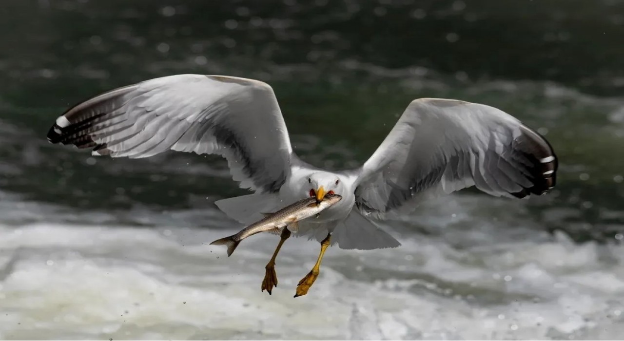 Martıların inci kefali avı