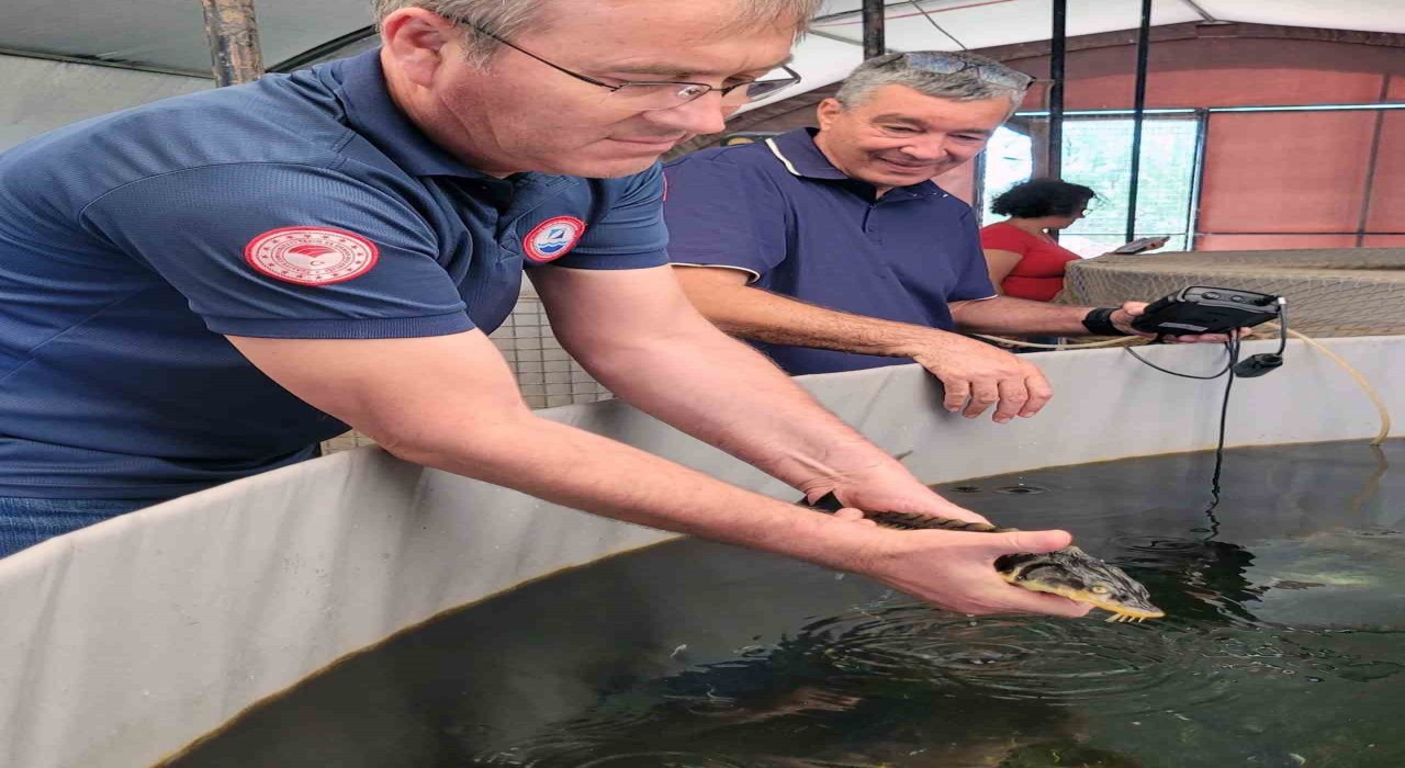 Milasta toprak havuzlarda ‘Mersin Balığı deneme üretimi başladı