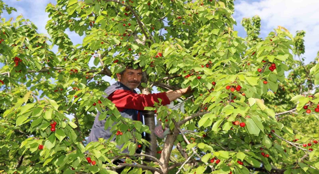 Misafir kirazında hasat vakti