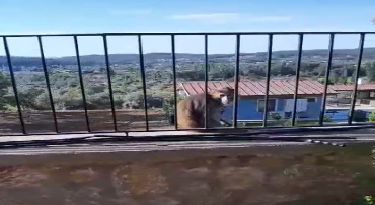 Muğlada kaçak maymun alarmı jandarma ve mahalleli seferber oldu