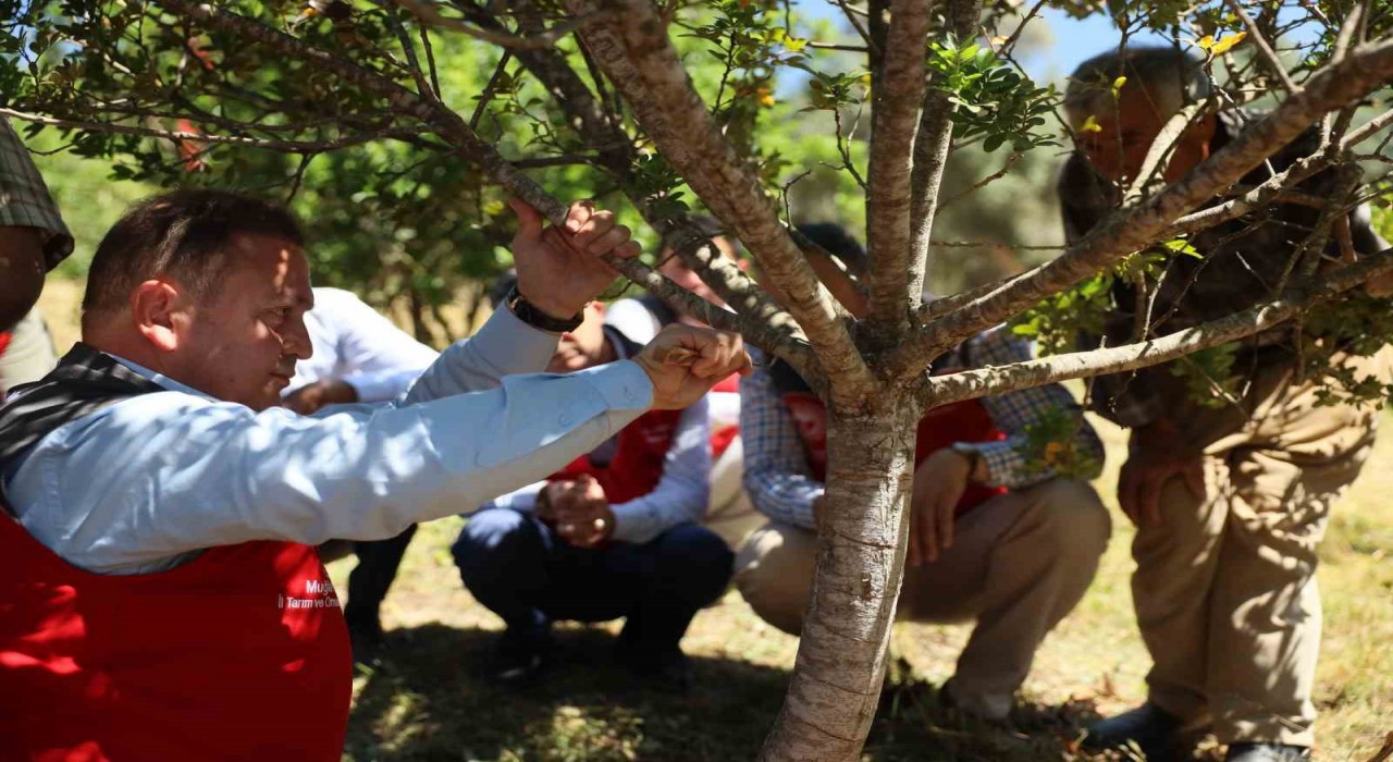 Muğlada sakız hasadı gerçekleştirildi