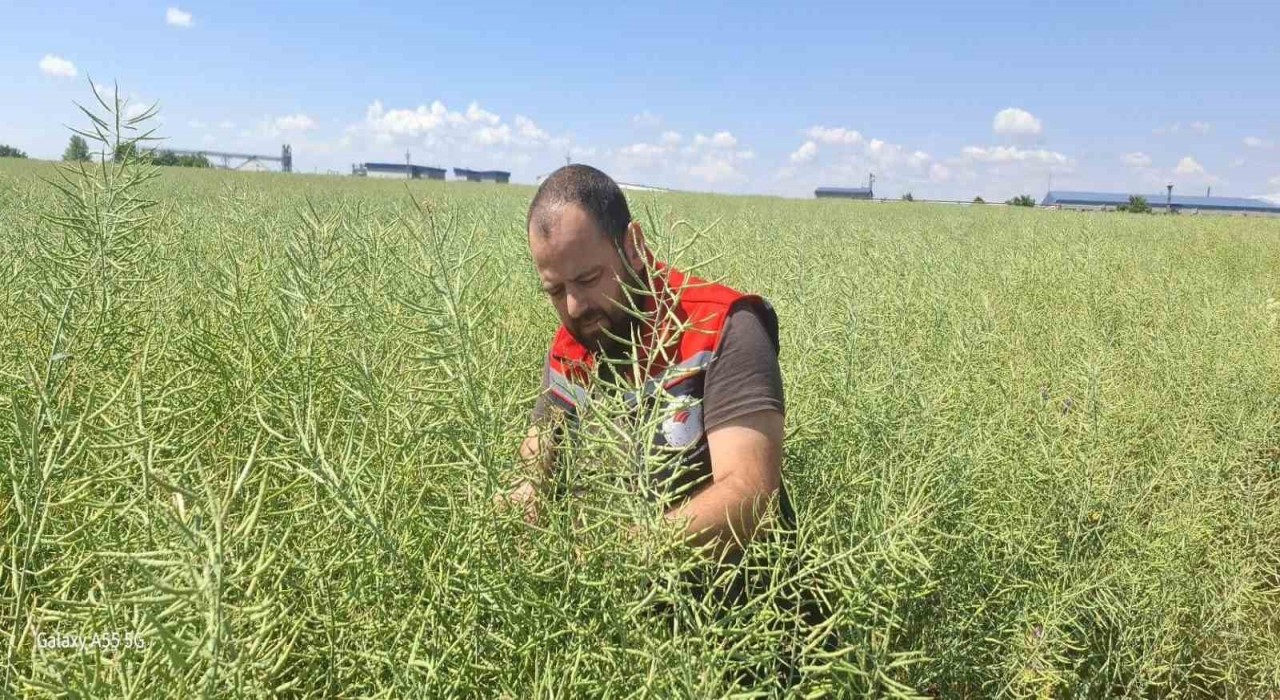 Muratlıda kanola tarlalarında güve tehlikesi