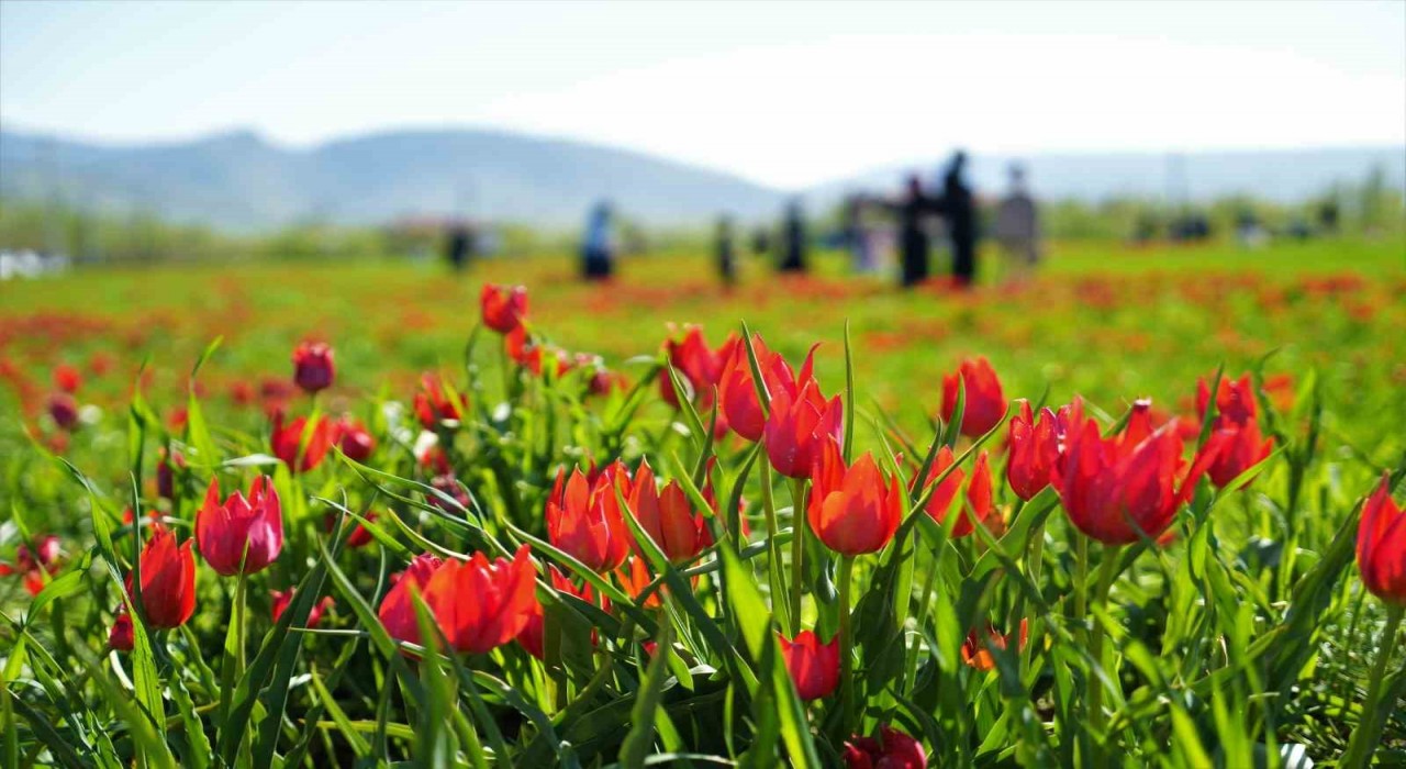 Muşta 20 günlük lale devri başladı