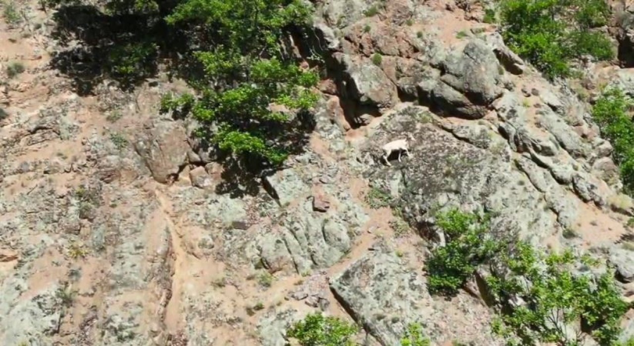 Nadir rastlanılan beyaz dağ keçisi kendisini Artvinde gösterdi