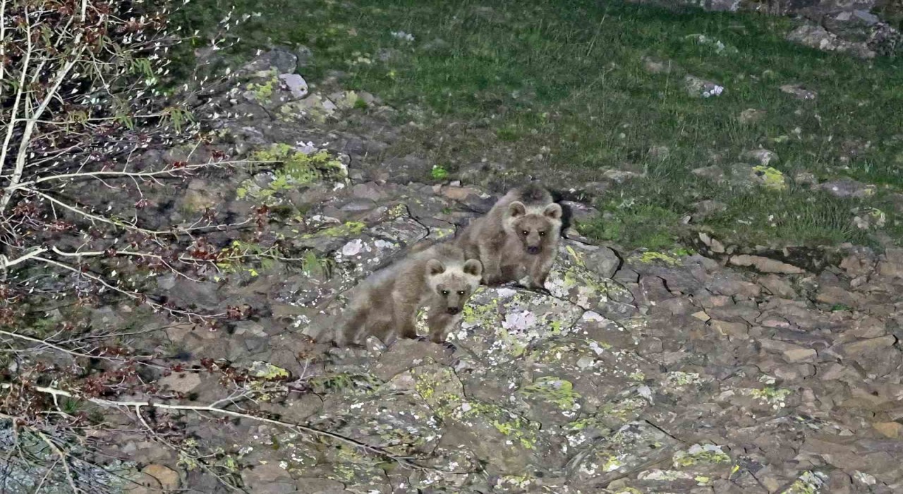 Nemrutun maskot ayıları kış uykusundan uyandı