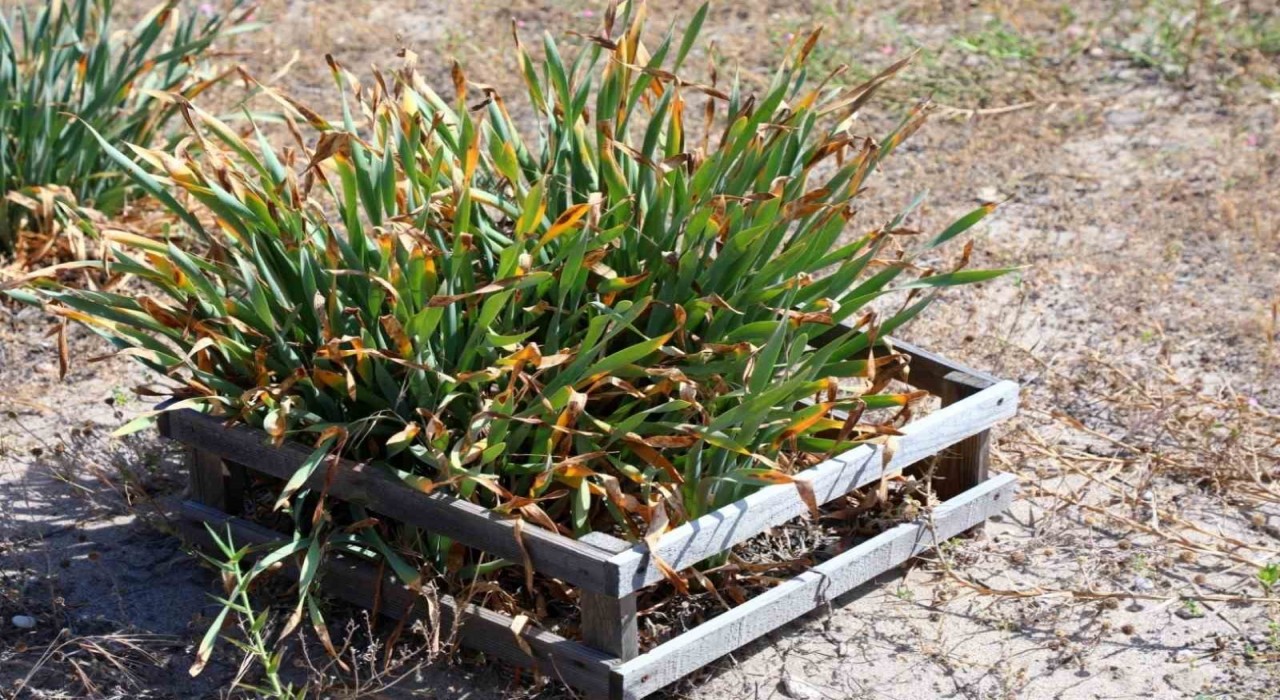 Nesli tükeniyor, koparmanın cezası 387 bin TL