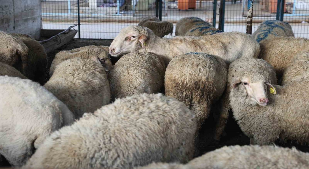 Nilüfer Kurban Bayramına hazır