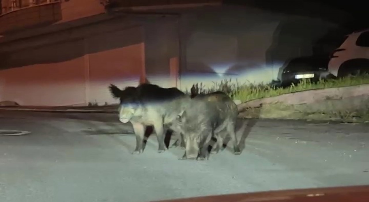 Orduda aç kalan yaban domuzları sokakları mesken tuttu