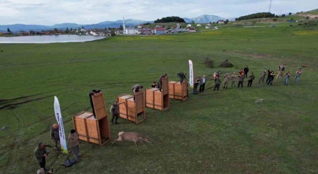 Orduda doğaya 13 kızıl geyik salınacak