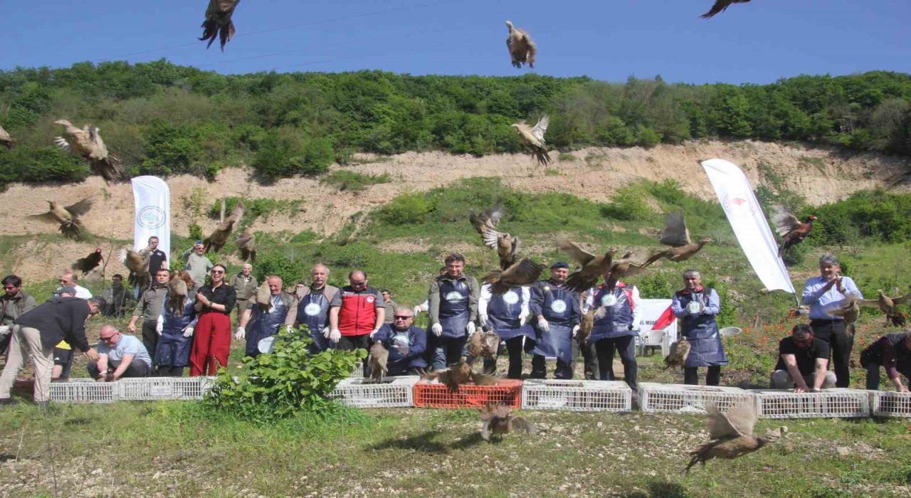 Orduda kokarcaya karşı sülün